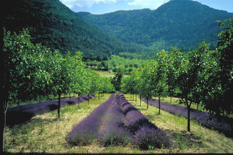 Agroforstprojekt mit Lavendel und Walnussbäumen bei Chatillon en Diois (Dep. Drôme, Rég. Auvergne-Rhône-Alpes)
