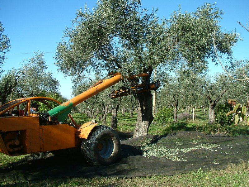 Olivenrüttler